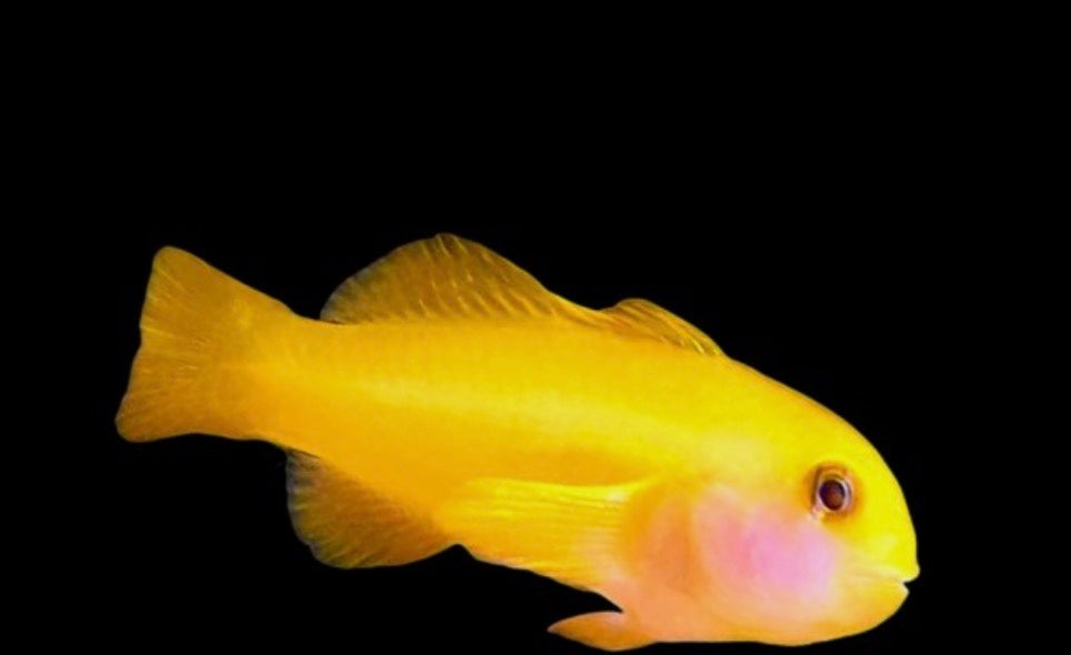 Clown Yellow Goby