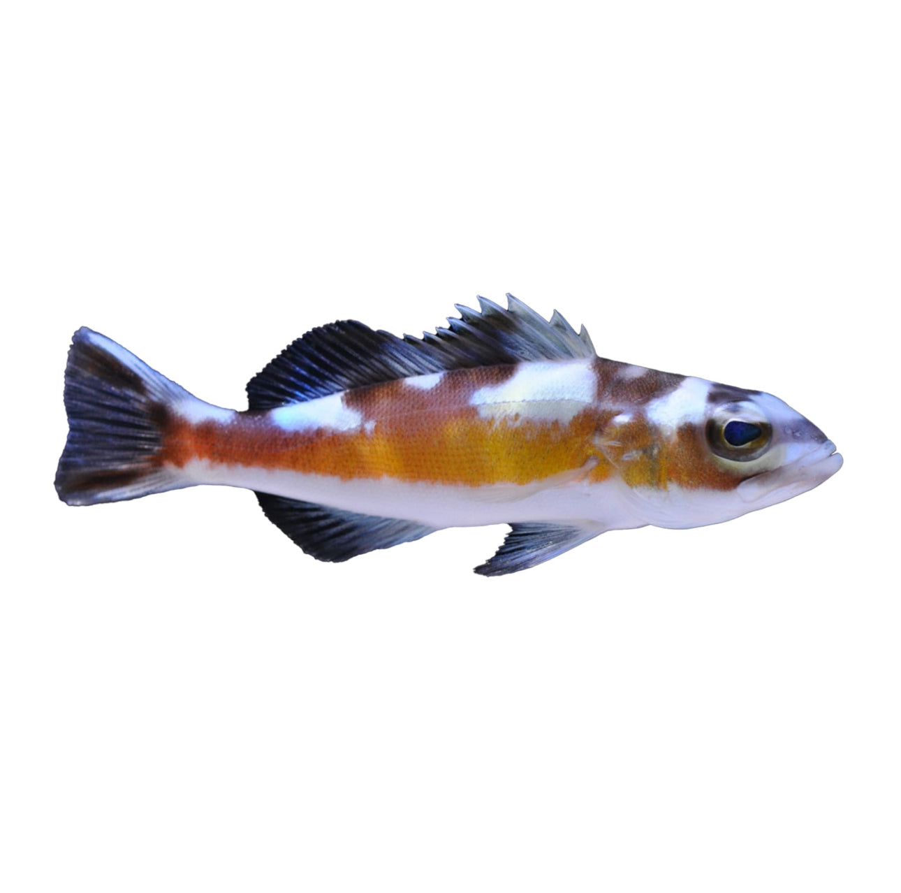 Chalk Basslet