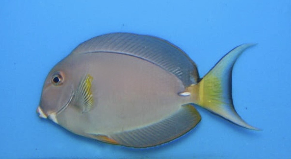 White Face Sm Tang