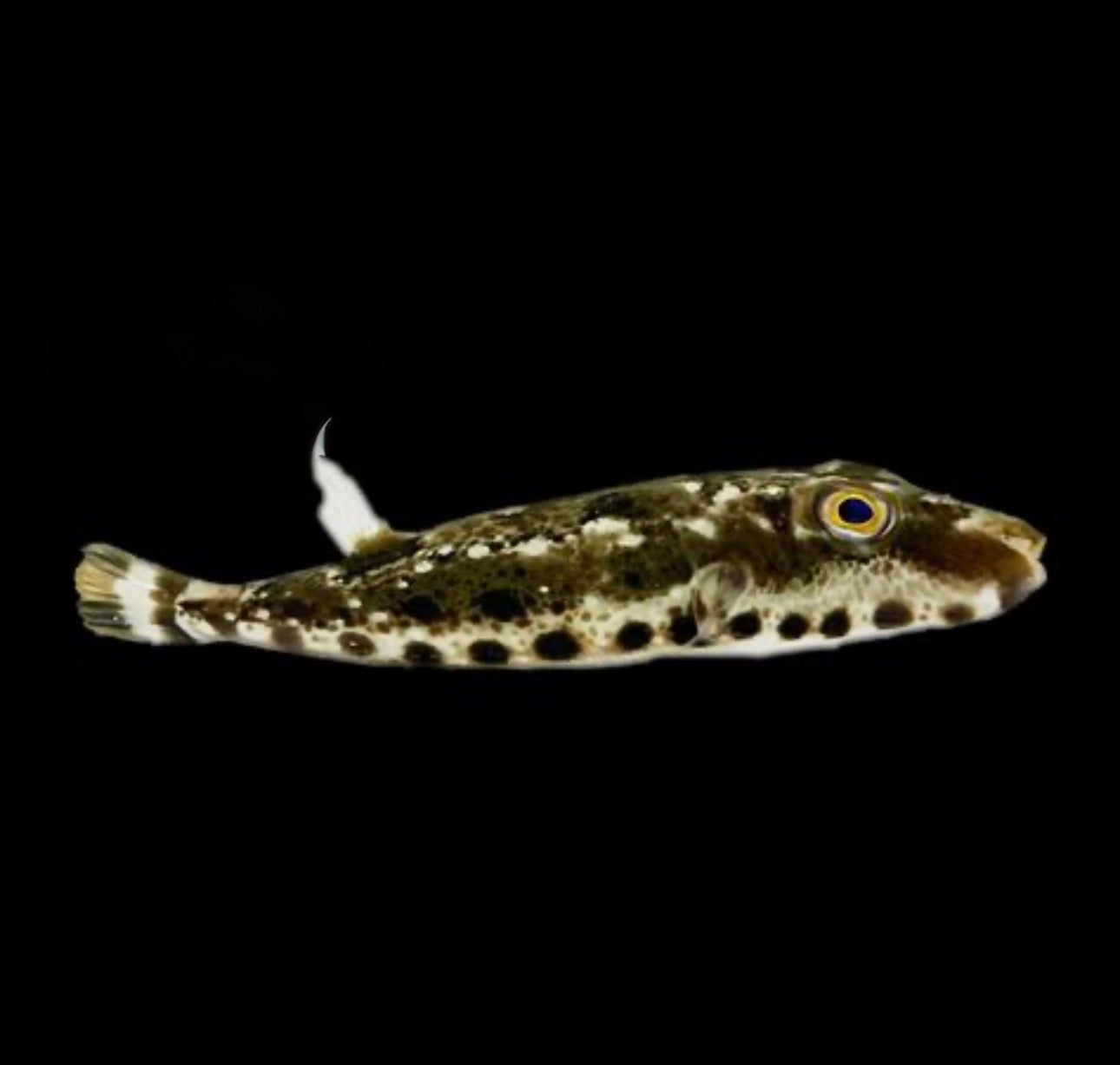 Bandtail Puffer