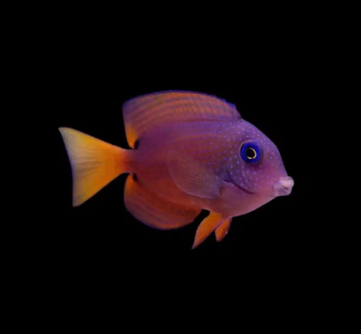 Bristletooth Blue Eye Tang