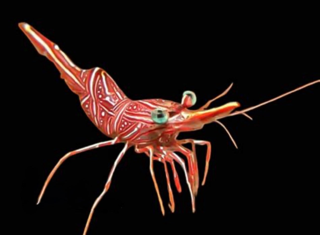 Camel Shrimp
