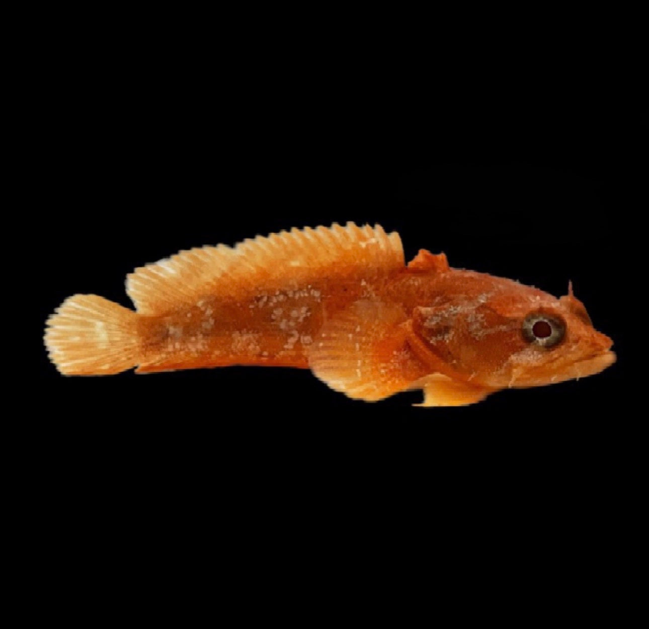 Orange Toadfish