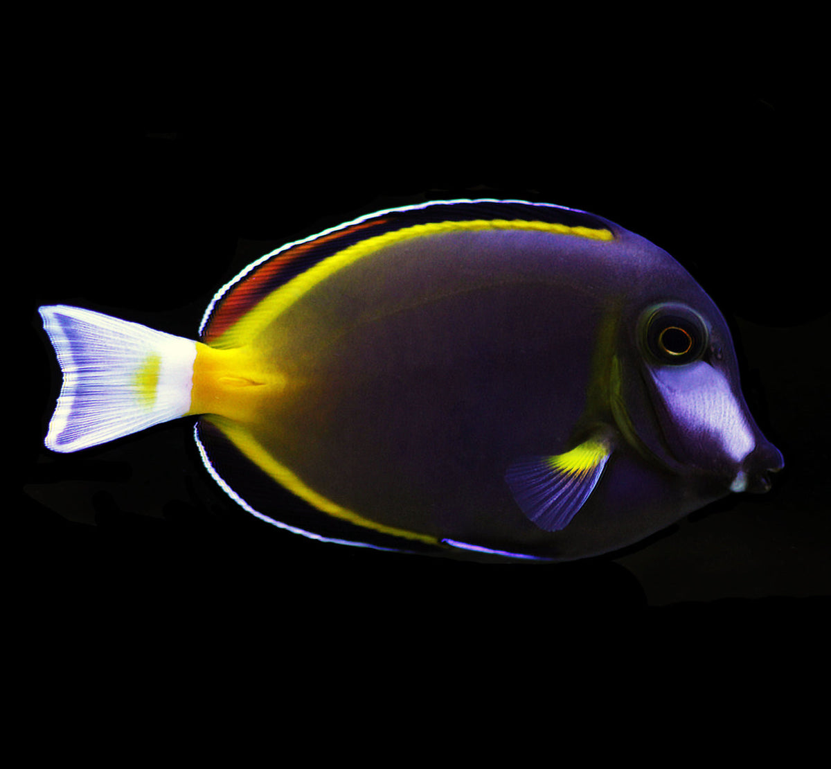 Powder Brown Tang