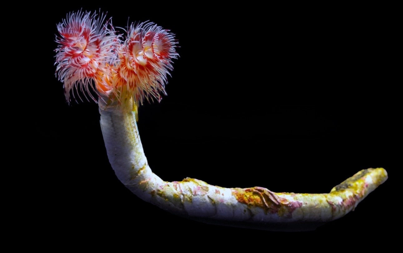 Coco Hard Tube Worm