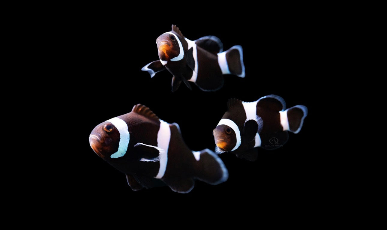 Darwin (AC) Clown