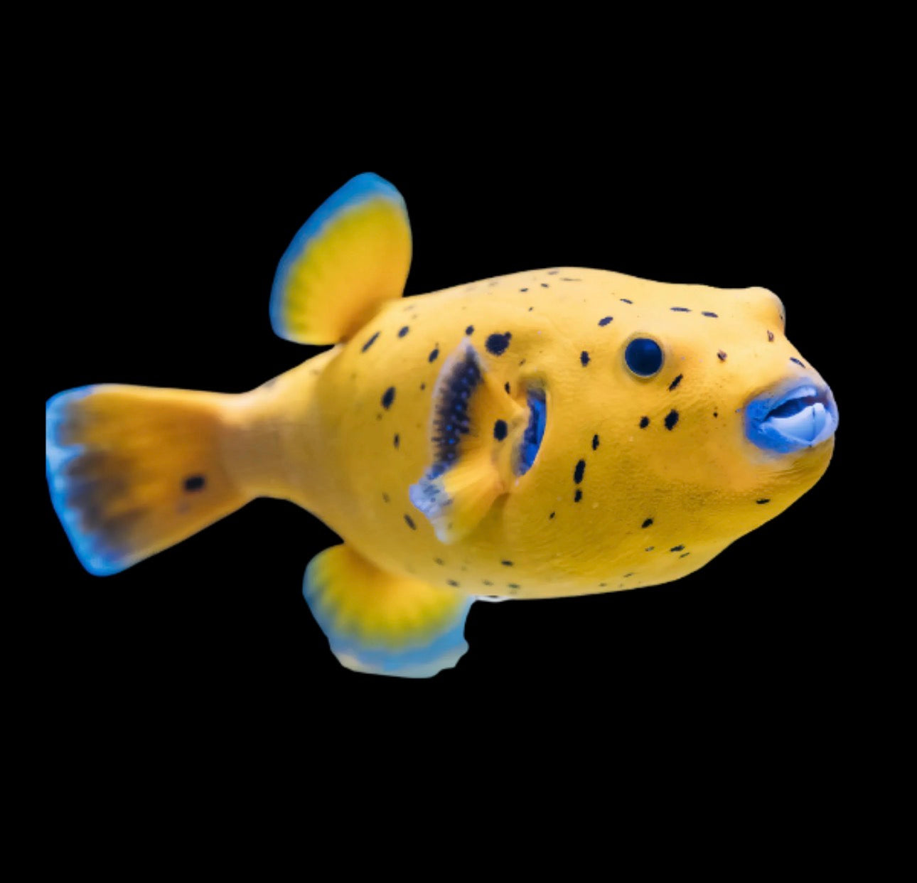 Dogface Yellow Puffer