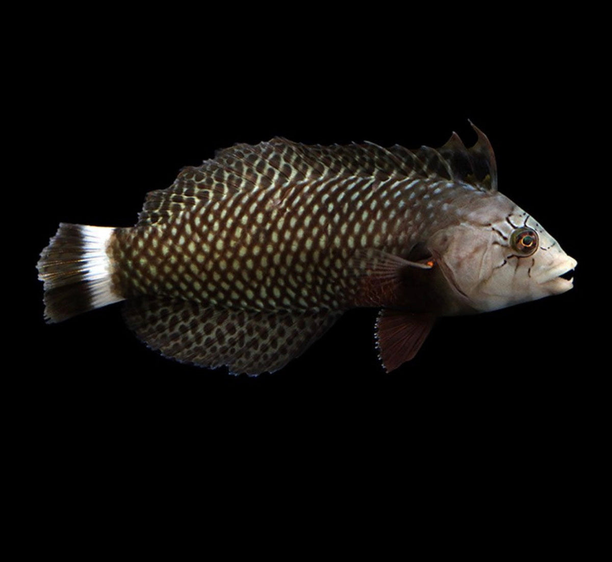 Dragon Wrasse