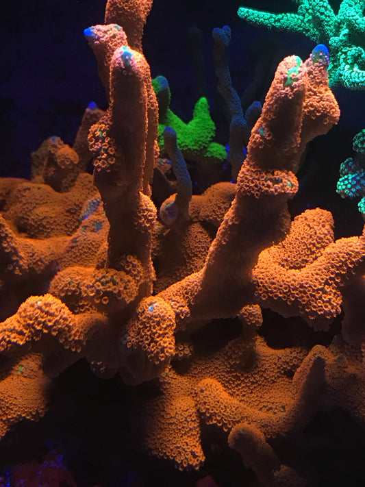 Coral Care Tips for a Thriving Reef Tank
