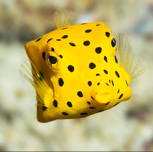 How to Choose Your First Saltwater Fish for a Reef Tank