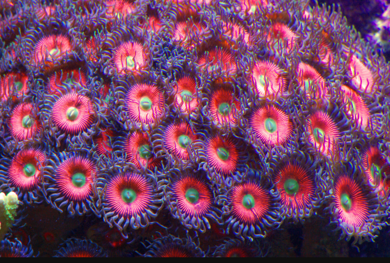 Zoanthids & Palythoas