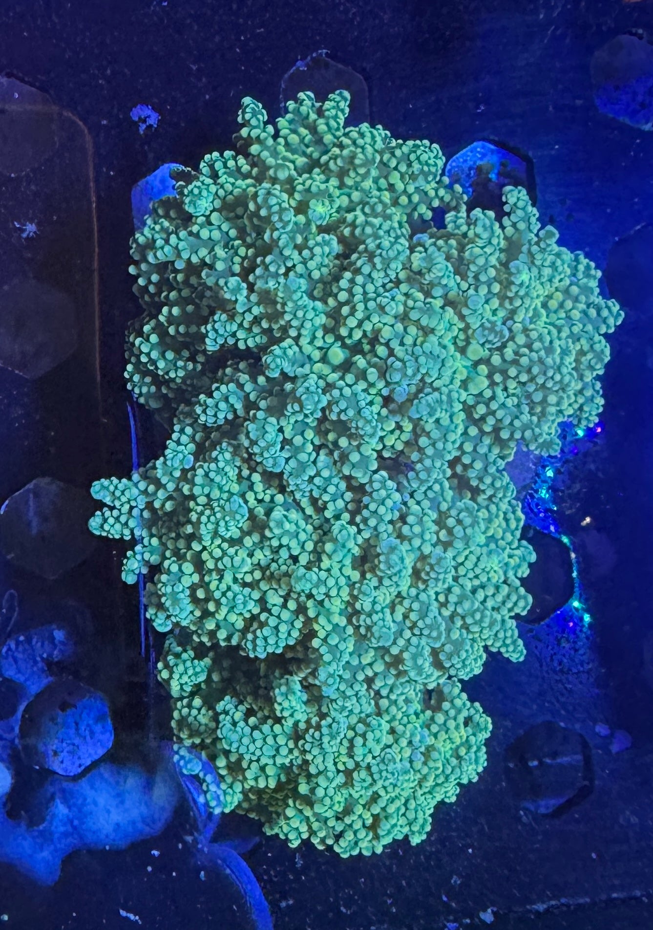 Featured Corals
