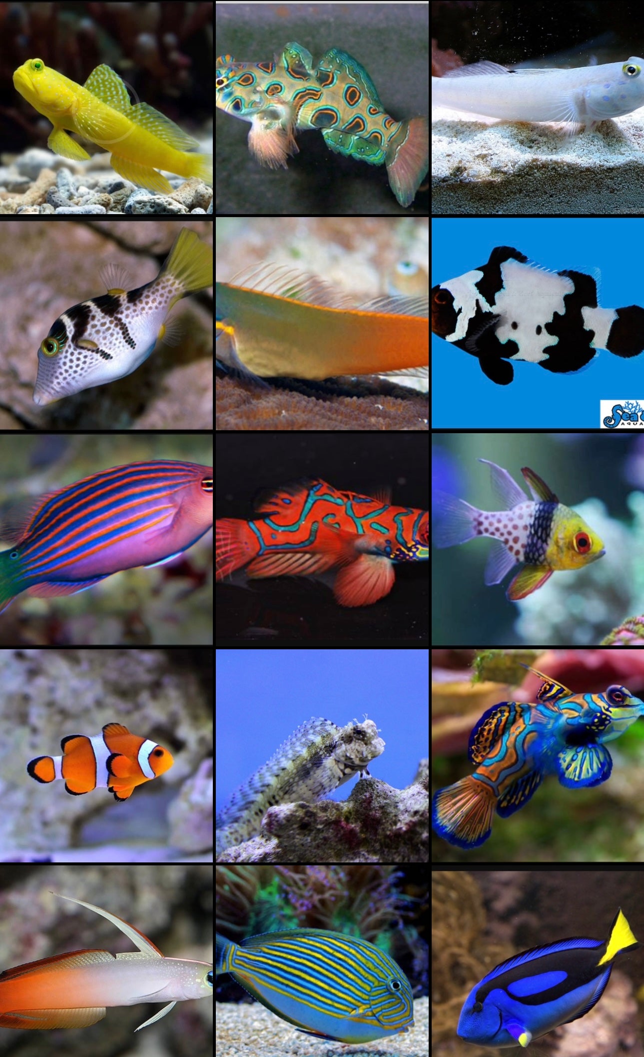 Saltwater Fish