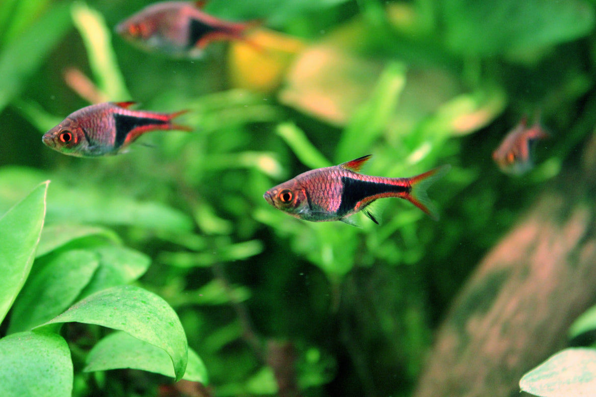 Heteromorpha Rasbora (representative photo)
