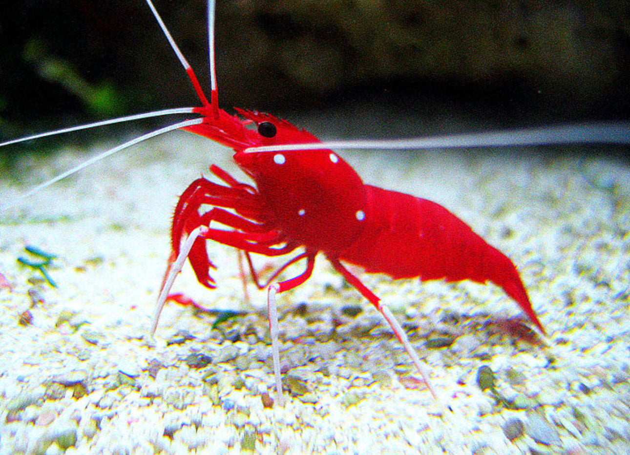 Fire Shrimp