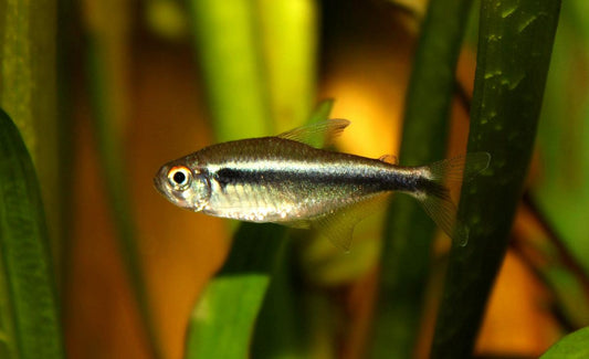 Neon Black Tetra (representative photo)
