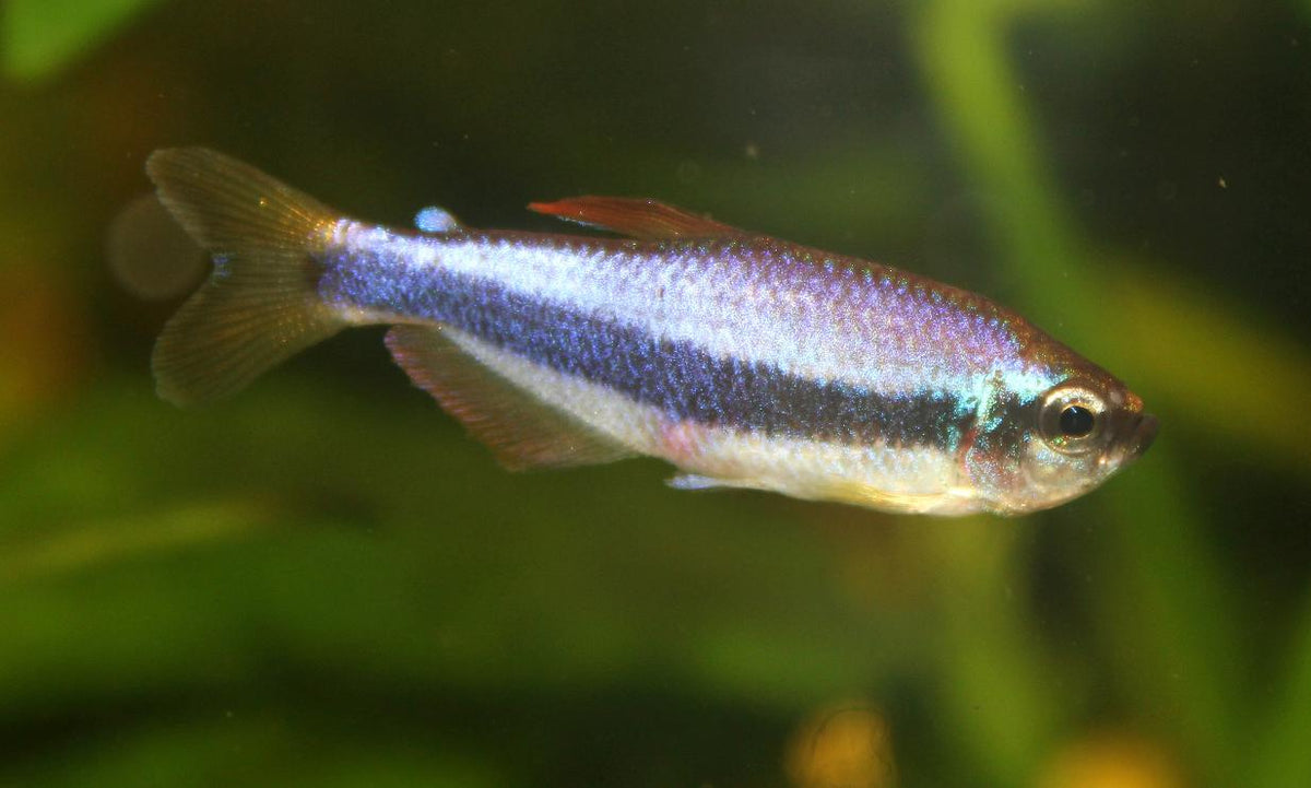 Kerri Tetra (representative photo)