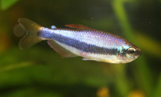 Kerri Tetra (representative photo)