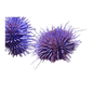 Pincushion Urchin