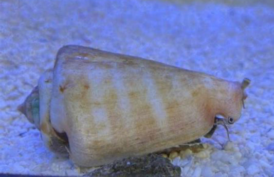 Sand Tiger Conch