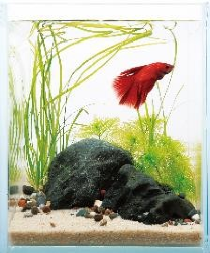 ISTA Diamant Glass Tank 5.9" x 5.9" x 7.1"
