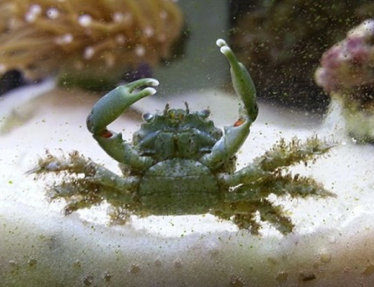 Emerald Crab