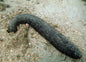 Black Sea Cucumber