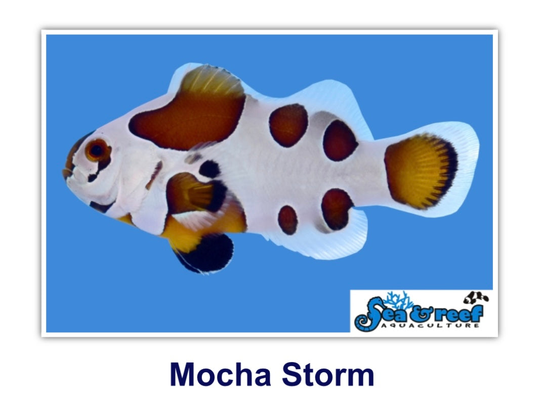 Mocha Storm Clownfish