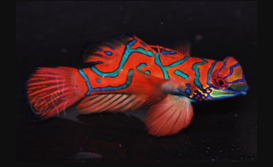 Red Mandarin Goby