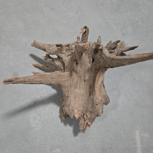 Forest Drift Wood 50-60cm