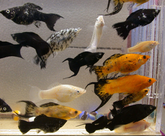 Molly- saltwater acclimated