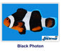 Black Photon Clownfish