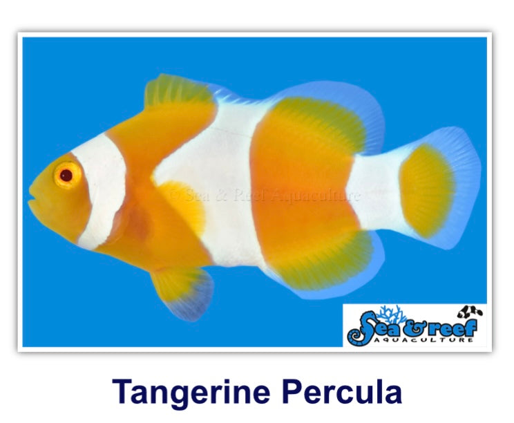 Tangerine Percules Clownfish