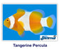 Tangerine Percules Clownfish