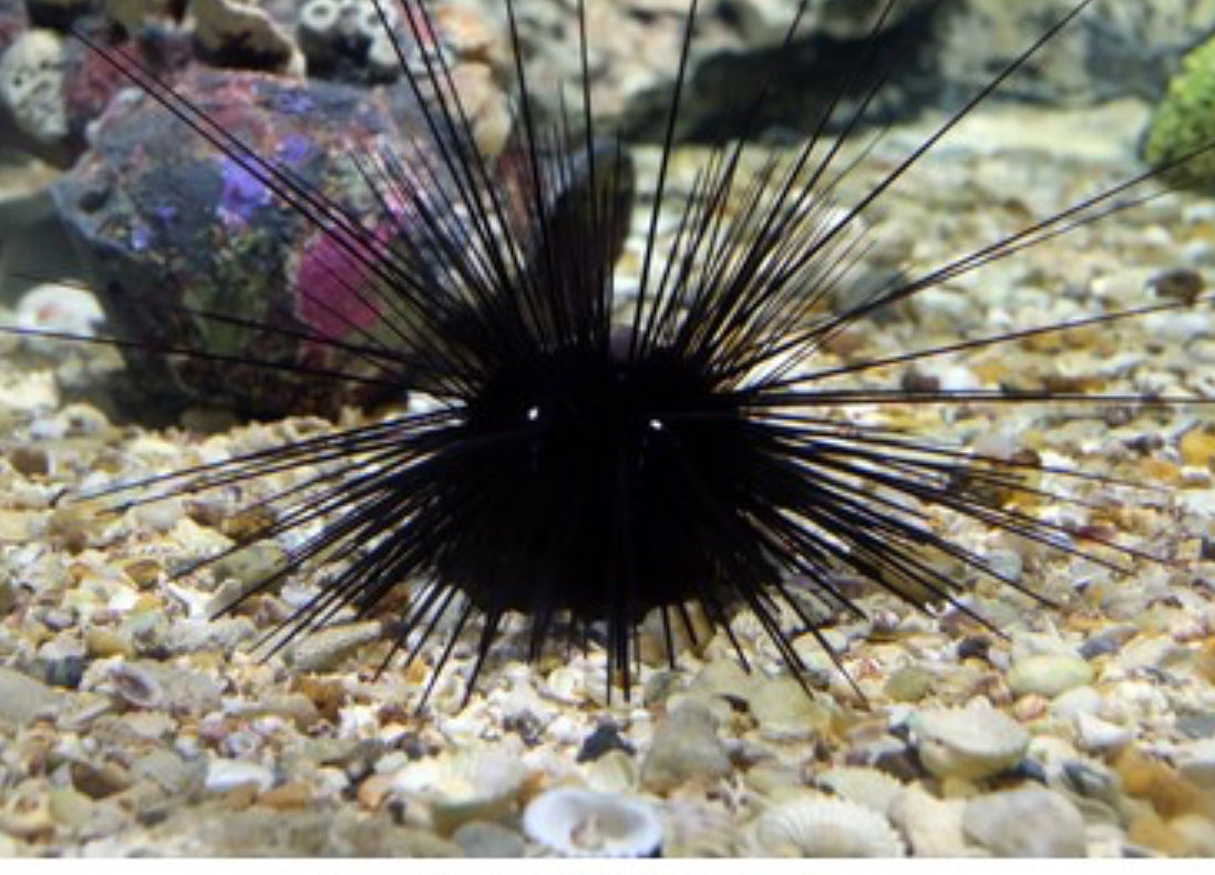 Long Spine Urchin