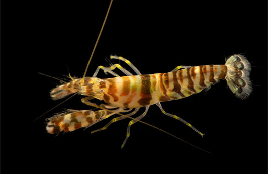 Pistol Shrimp