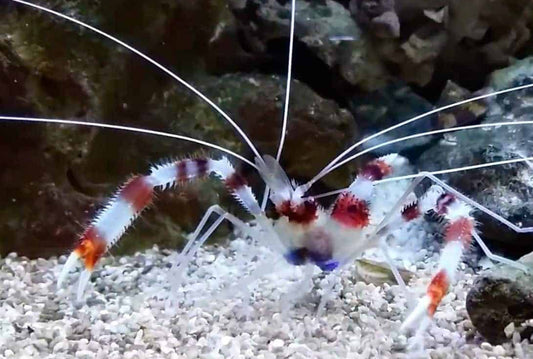 Coral Banded Shrimp