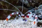 Coral Banded Shrimp