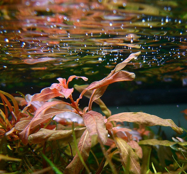 Ludwigia Peruensis (Bunch) (representative photo)