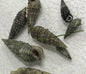 Cerith snails