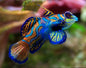 Green Mandarin Goby