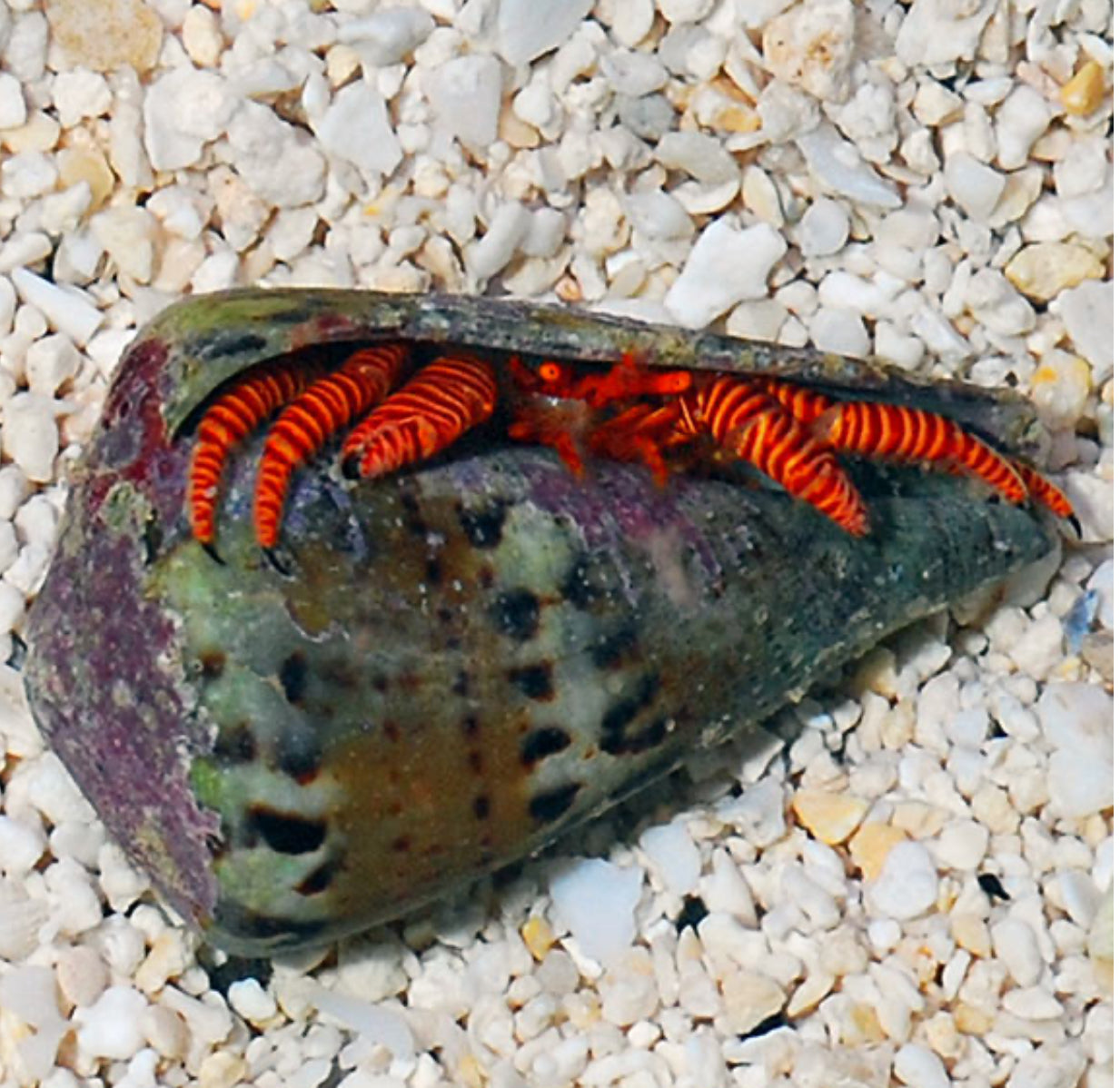 Halloween hermit crab