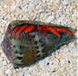 Halloween hermit crab