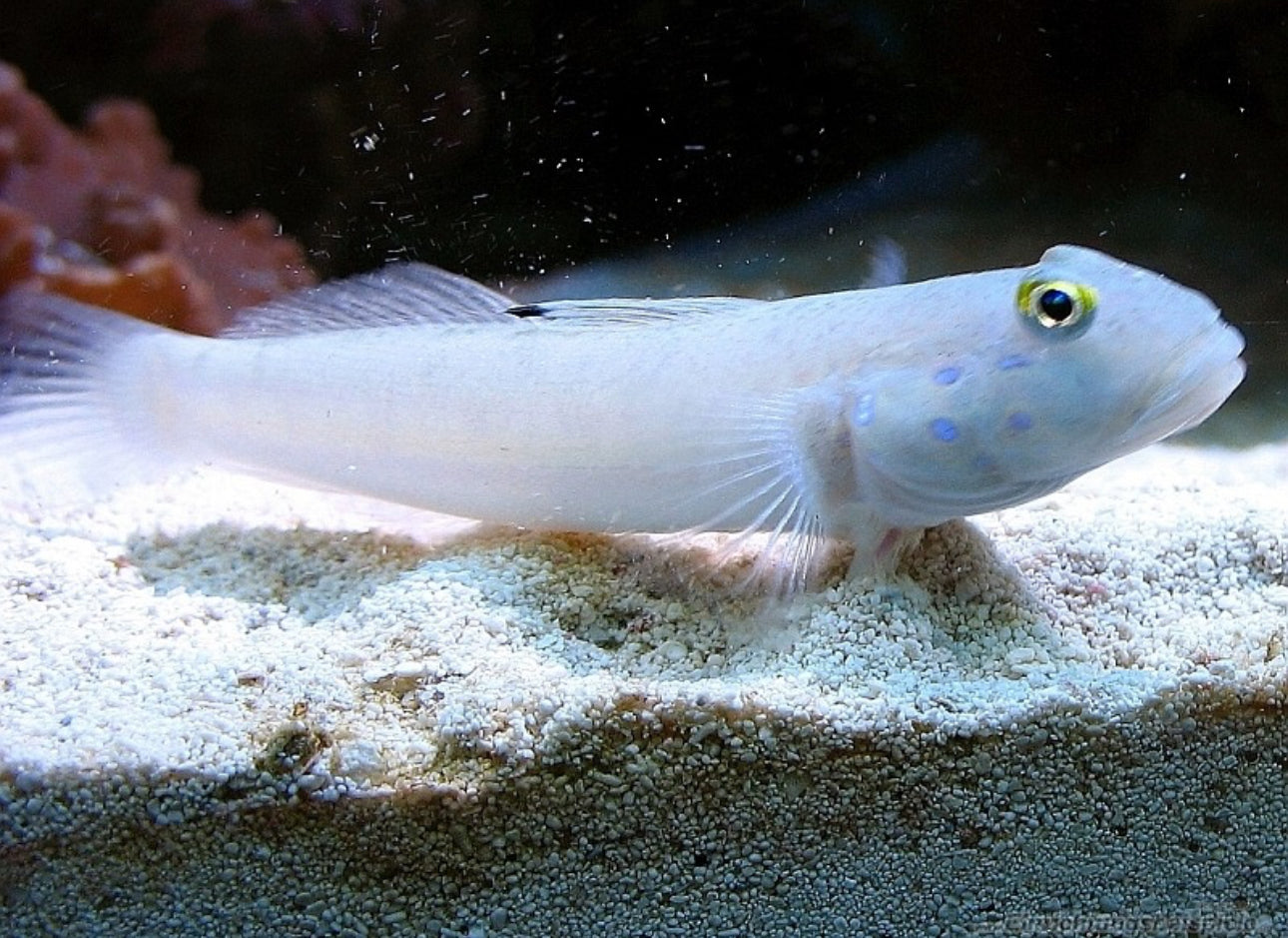 White Sleeper Goby