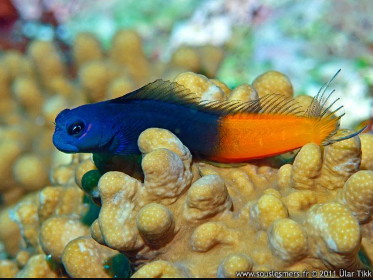 Bicolor Blenny