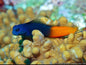 Bicolor Blenny