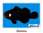 Domino Clownfish