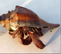 Giant Hermit Crab