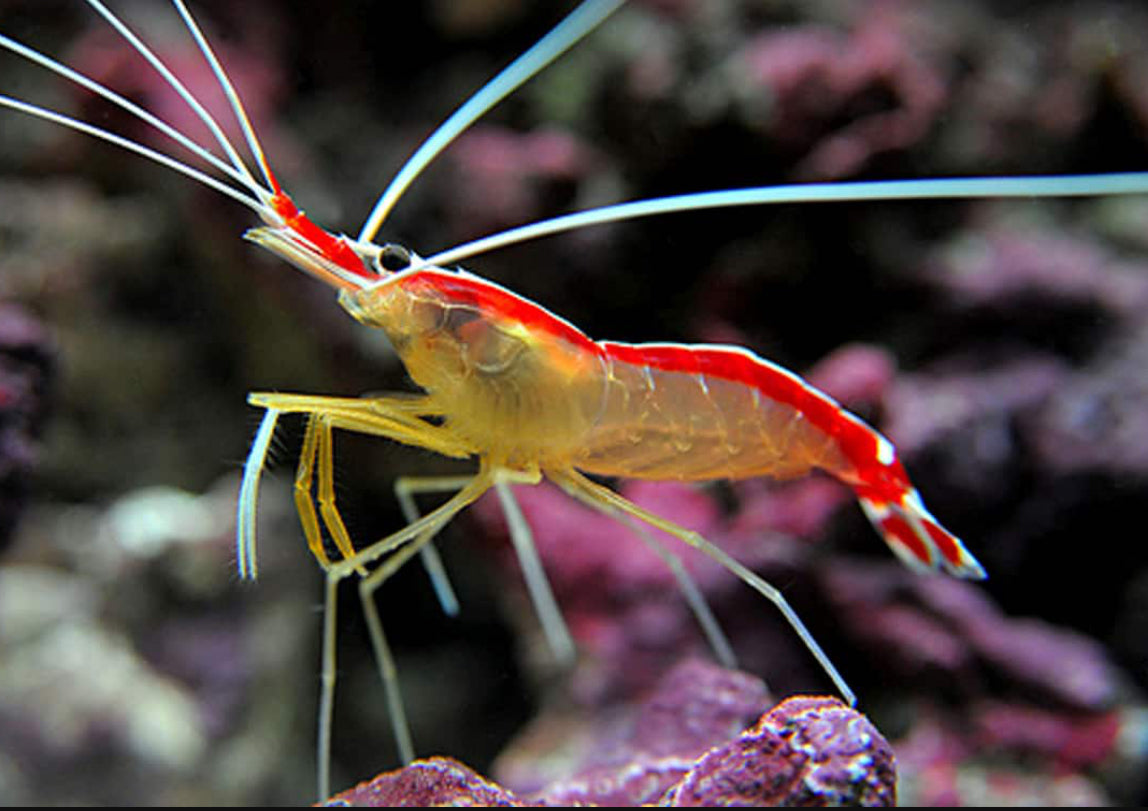 Cleaner Shrimp