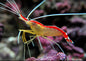 Cleaner Shrimp